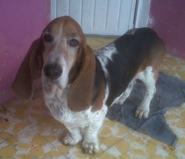 Chaparro